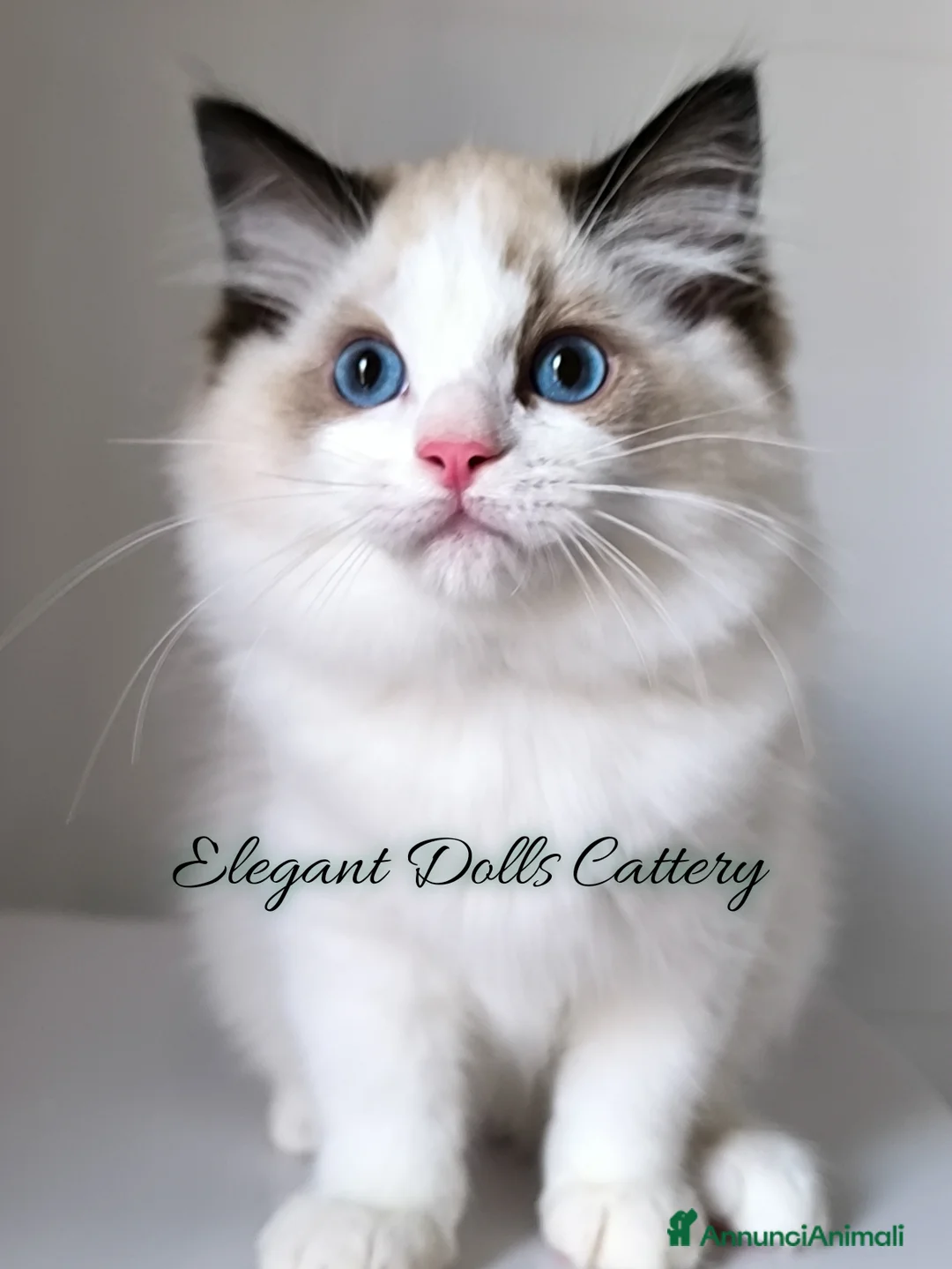 Ragdoll gatti in vendita: Ragdoll disponibile - maschio Seal bicolor - Annuncio 2