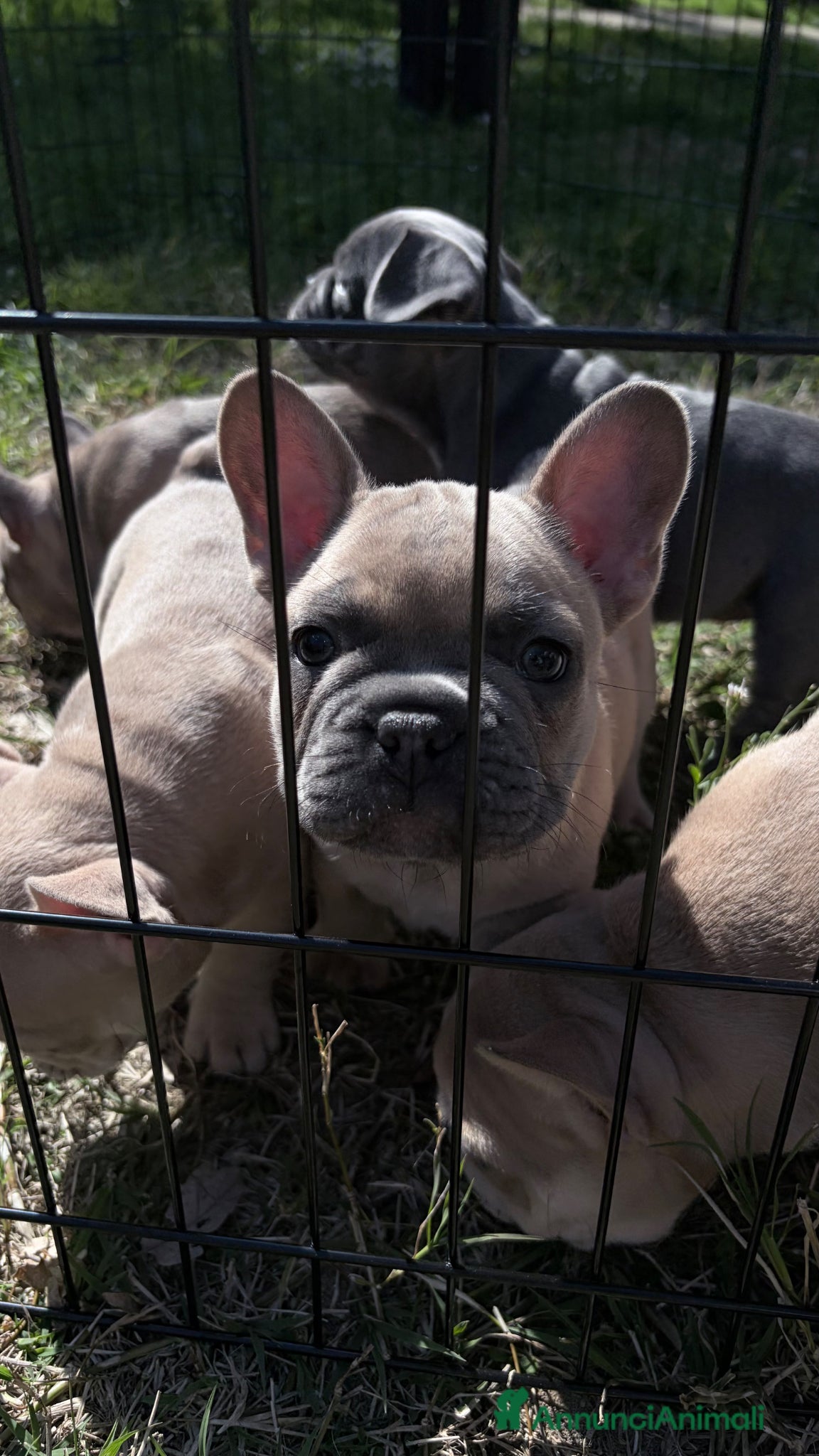 Bulldog Francese cani Bulldog francese - Annuncio 1