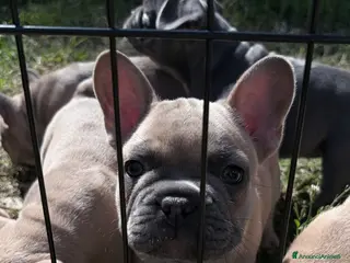 Bulldog Francese cani Bulldog francese - Annuncio 1