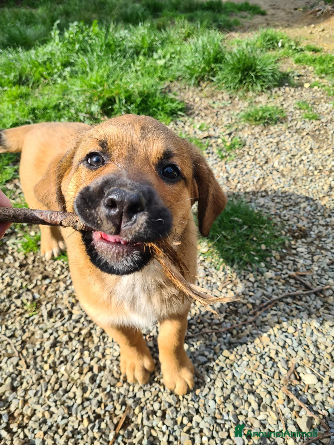 Meticcio cani in regalo: CARRIE, formidabile cucciola di 2 MESI E MEZZO. - Annuncio 8