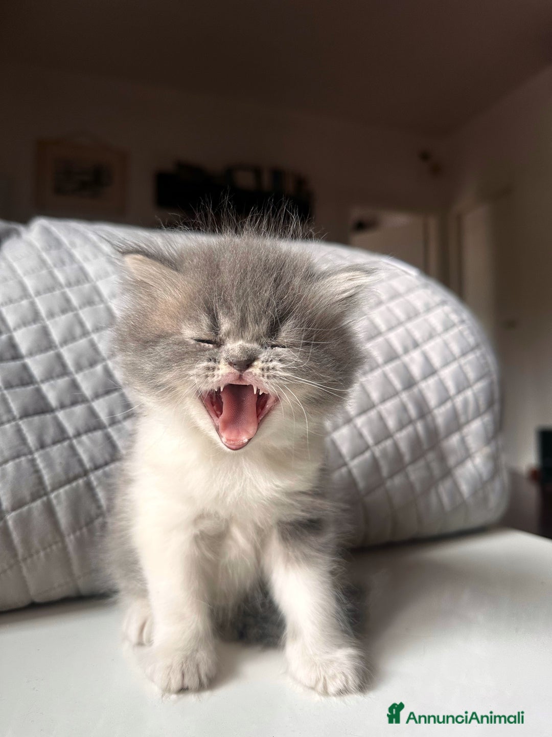 Persiano gatti in vendita: CUCCIOLI GATTINI PERSIANI tremestieri etneo CT - Immagine 6