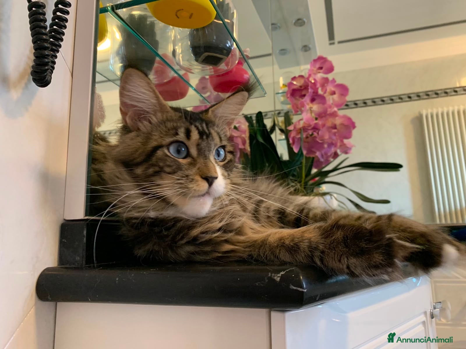 Maine Coon gatti Mainecoon - Annuncio 7