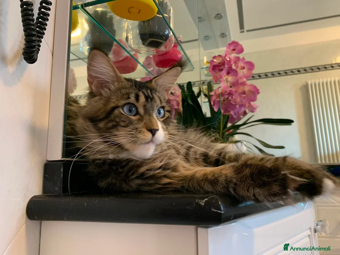 Maine Coon gatti in vendita: Mainecoon - Annuncio 1