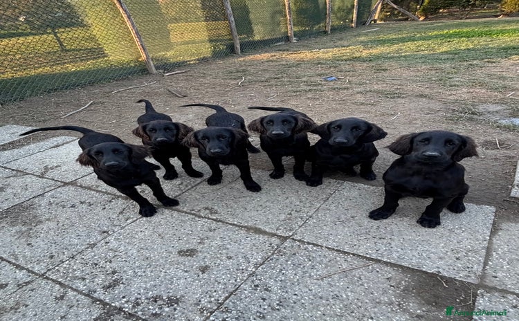 Flat Coated cani - Annuncio 2