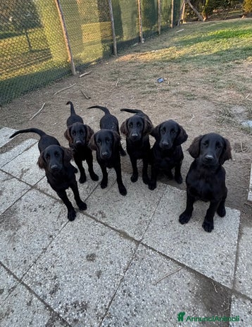 Flat Coated cani - Annuncio 2