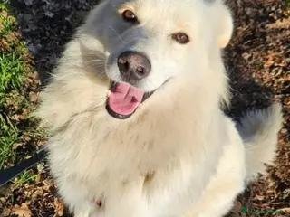 Meticcio cani Bubu 4anni tg media da 2anni in box NOVARA SOS - Annuncio 30