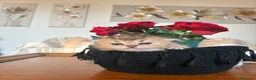 Scottish gatti in vendita: Cuccioli Scottish Fold e straight - Annuncio 4