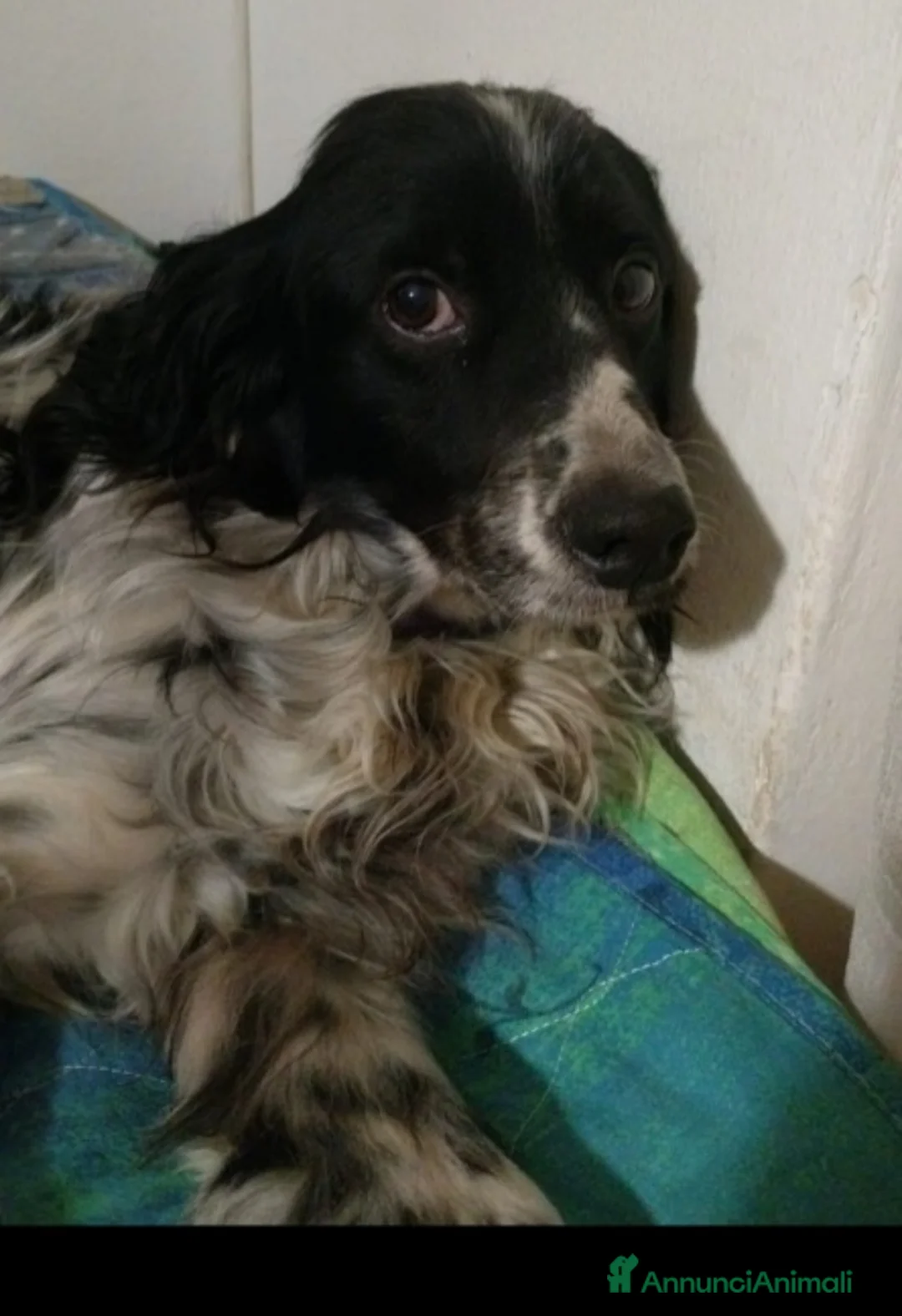 Setter Inglese cani in regalo: Setter Inglese 5anni salvato pelle ed ossa PADOVA - Annuncio 2