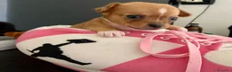 Chihuahua cani in vendita: Chihuahua cuccioli - Annuncio 11