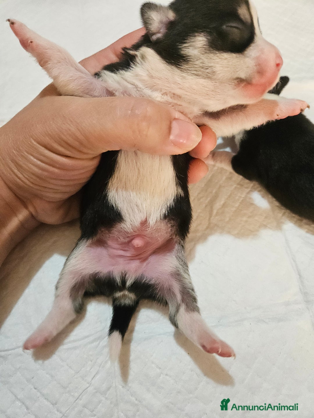 Chihuahua cani in vendita: Chihuahua toy  - Annuncio 3