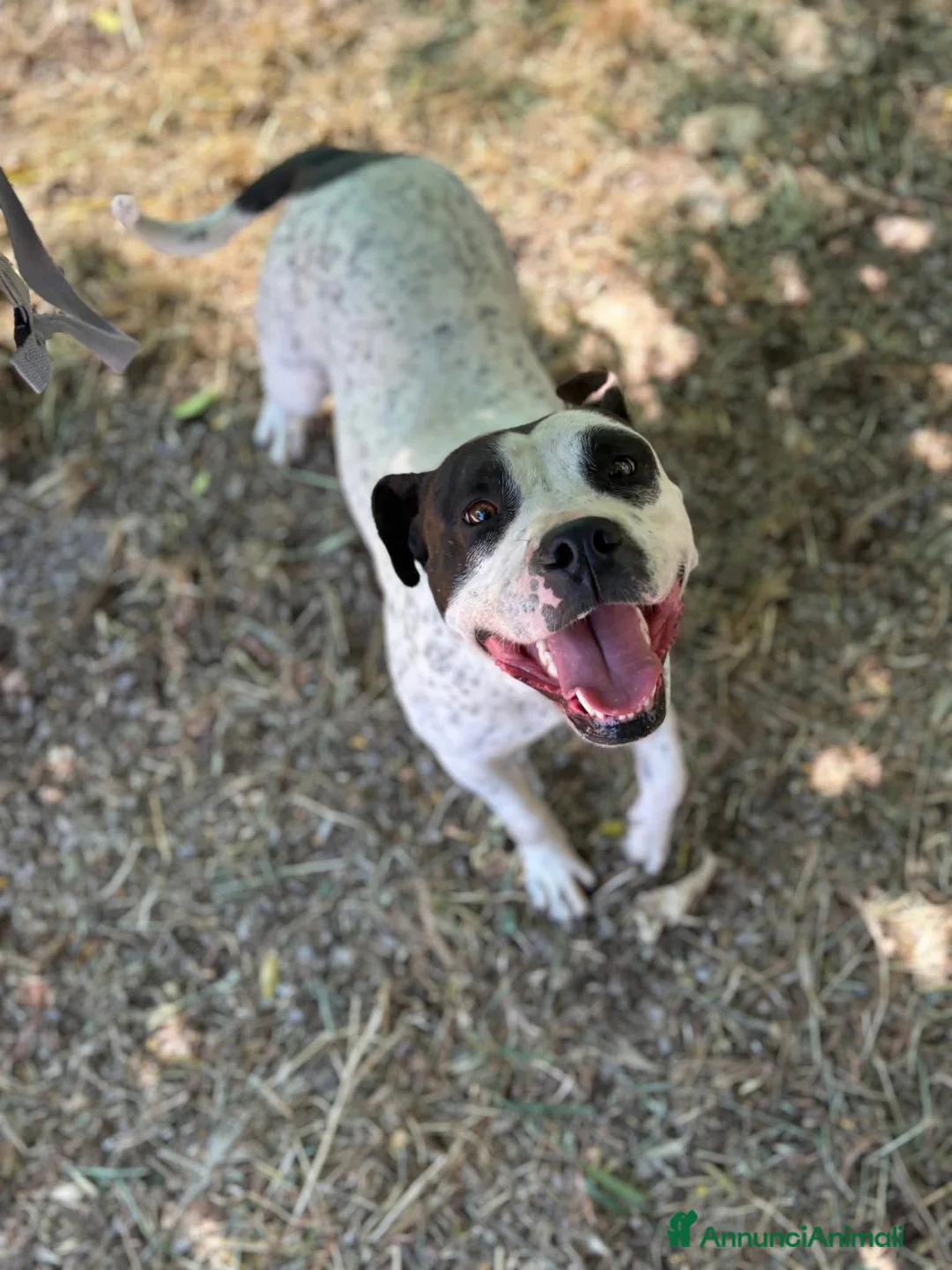 Meticcio cani in regalo: 2 anni, Dolcissima, mini mollossina.  - Annuncio 1