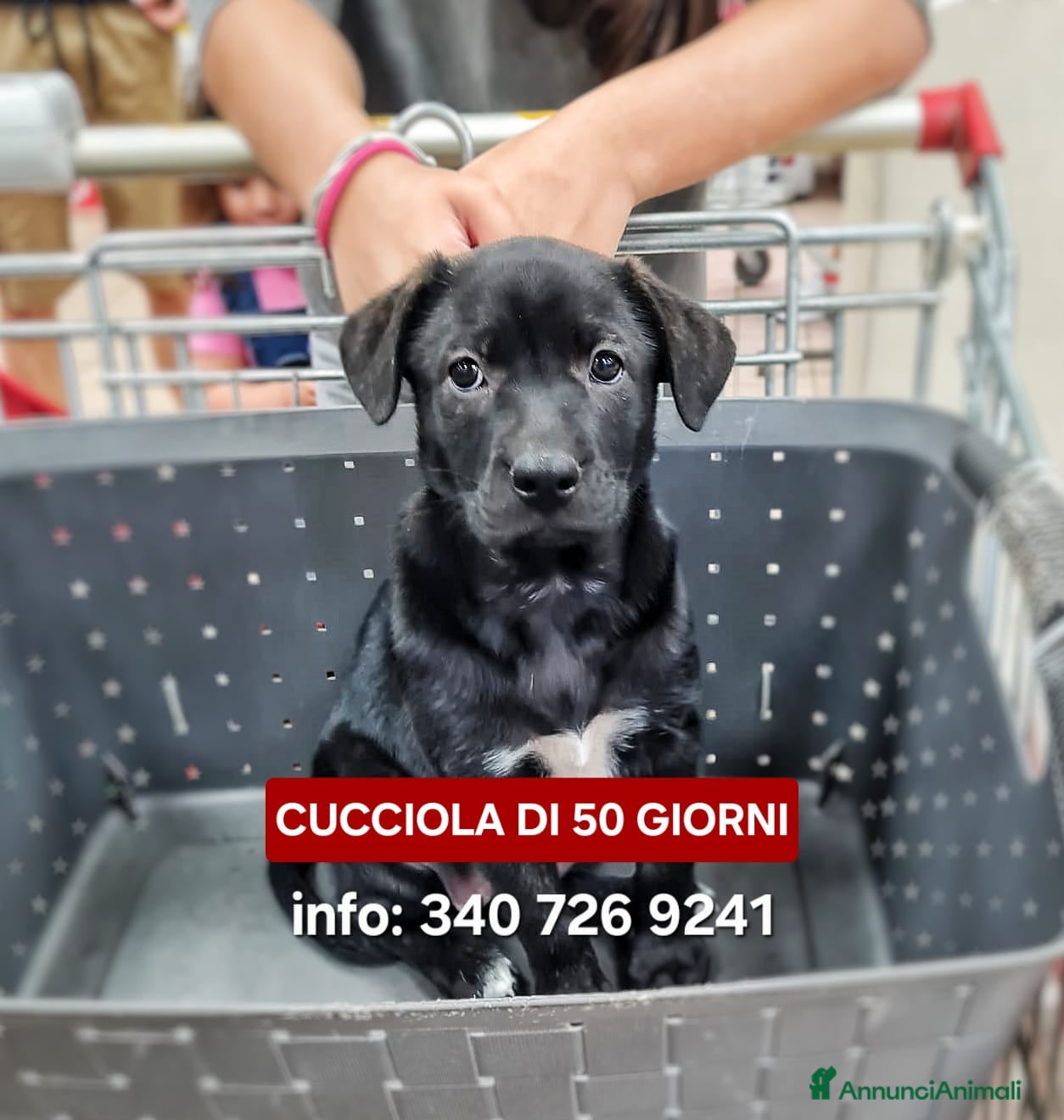 Meticcio cani NAMI 🩷 cucciola, il mondo è tutto da scoprire - Annuncio 2
