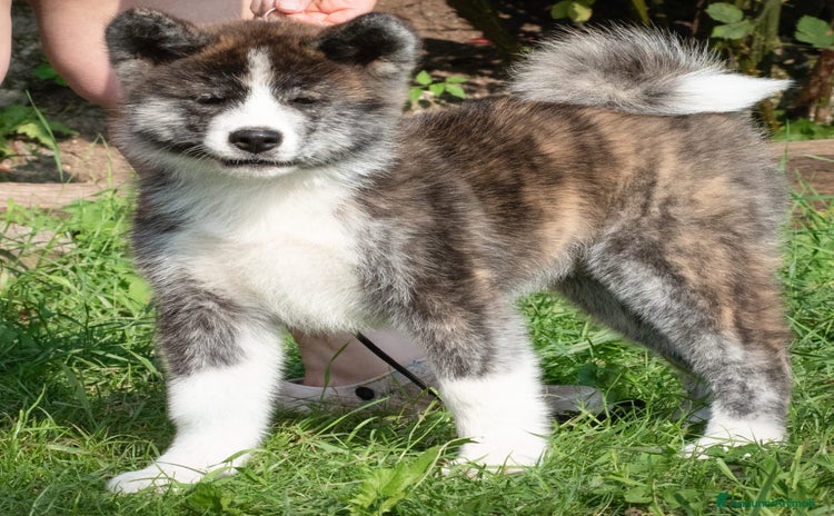 Akita Inu cani a Provincia di Belluno - Annuncio 3