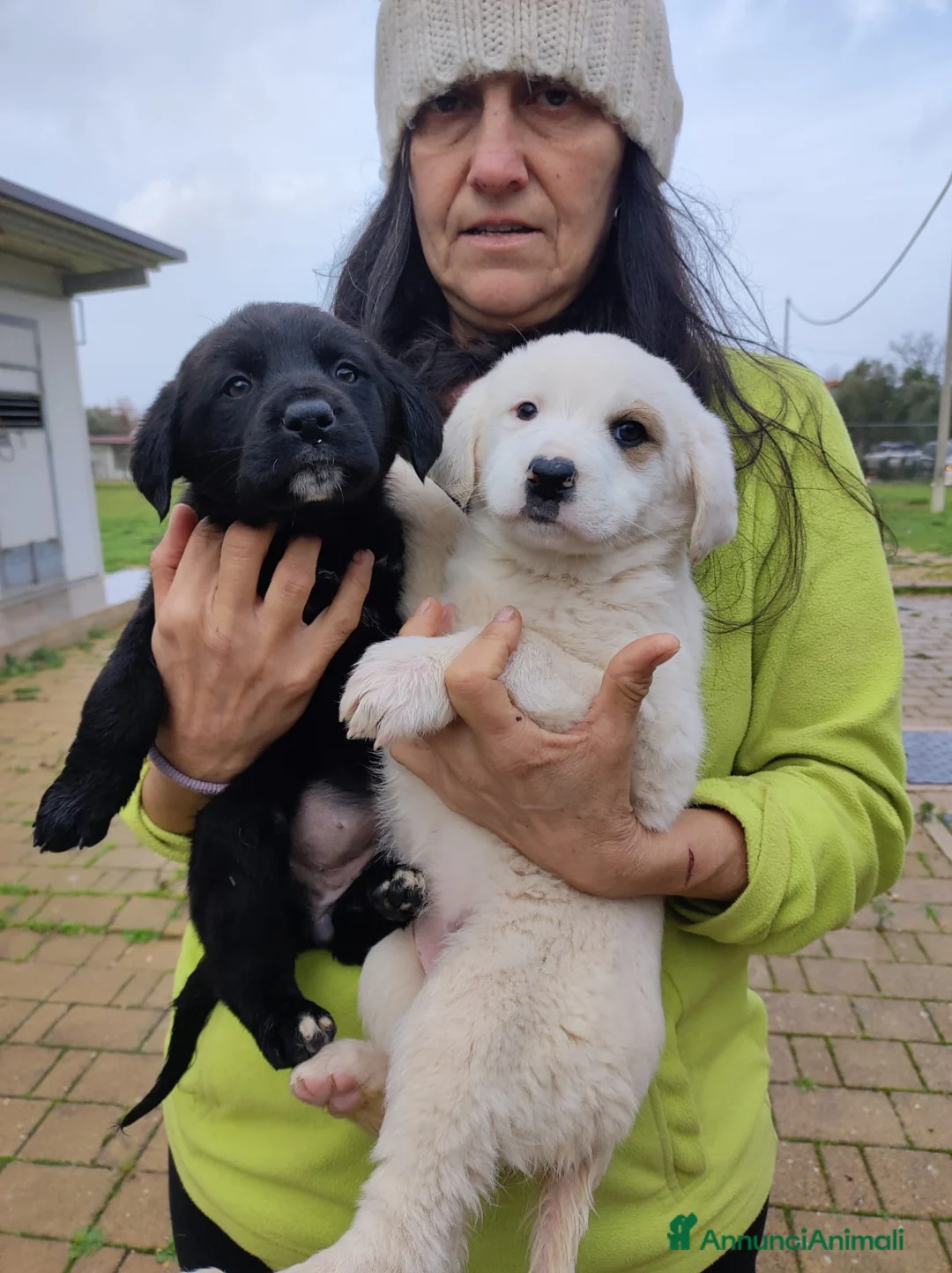 Meticcio cani in regalo: Quattro polpettine cercano casa - Annuncio 10