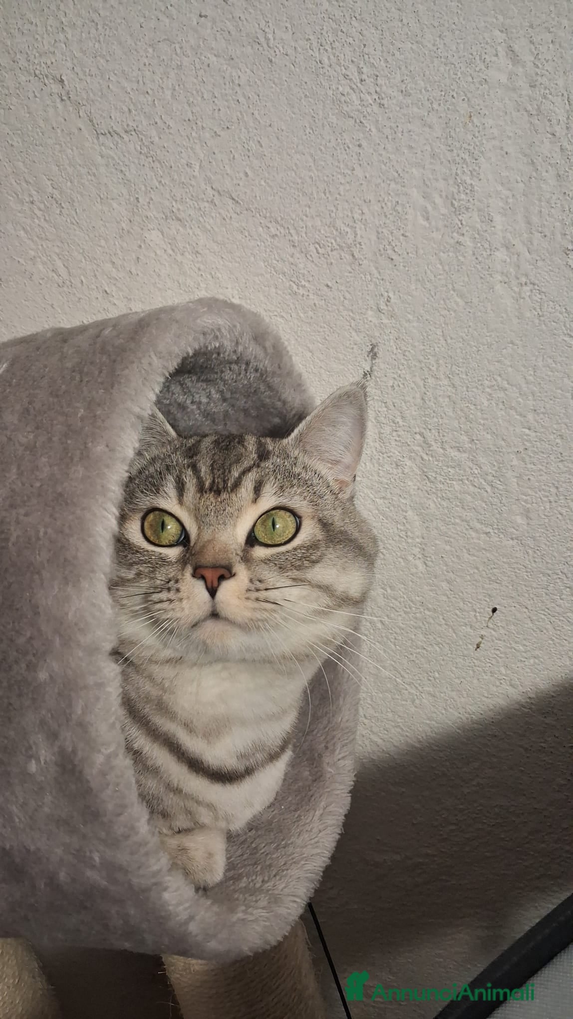 Meticcio gatti GATTO ADULTO - Annuncio 3