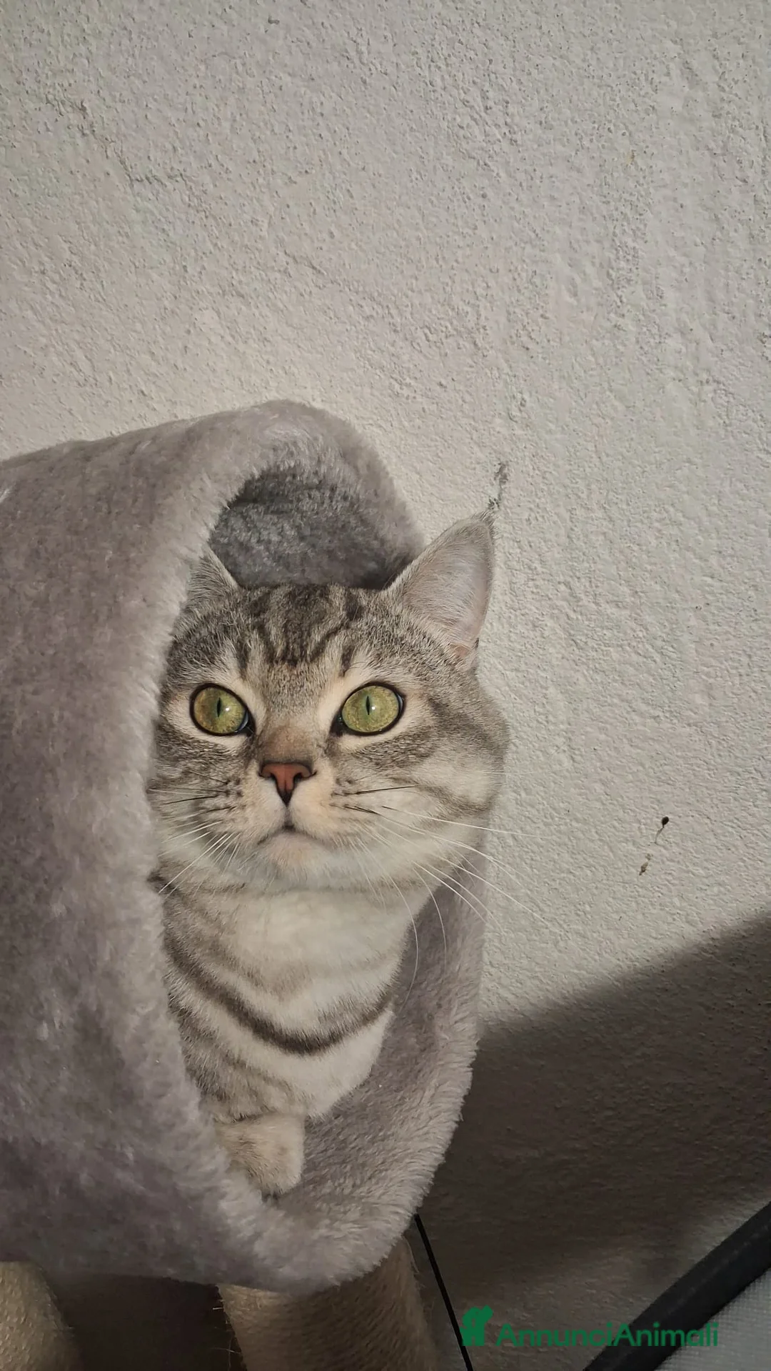 Meticcio gatti in regalo: GATTO ADULTO - Annuncio 1