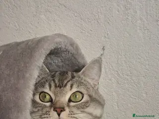 Meticcio gatti GATTO ADULTO - Annuncio 3