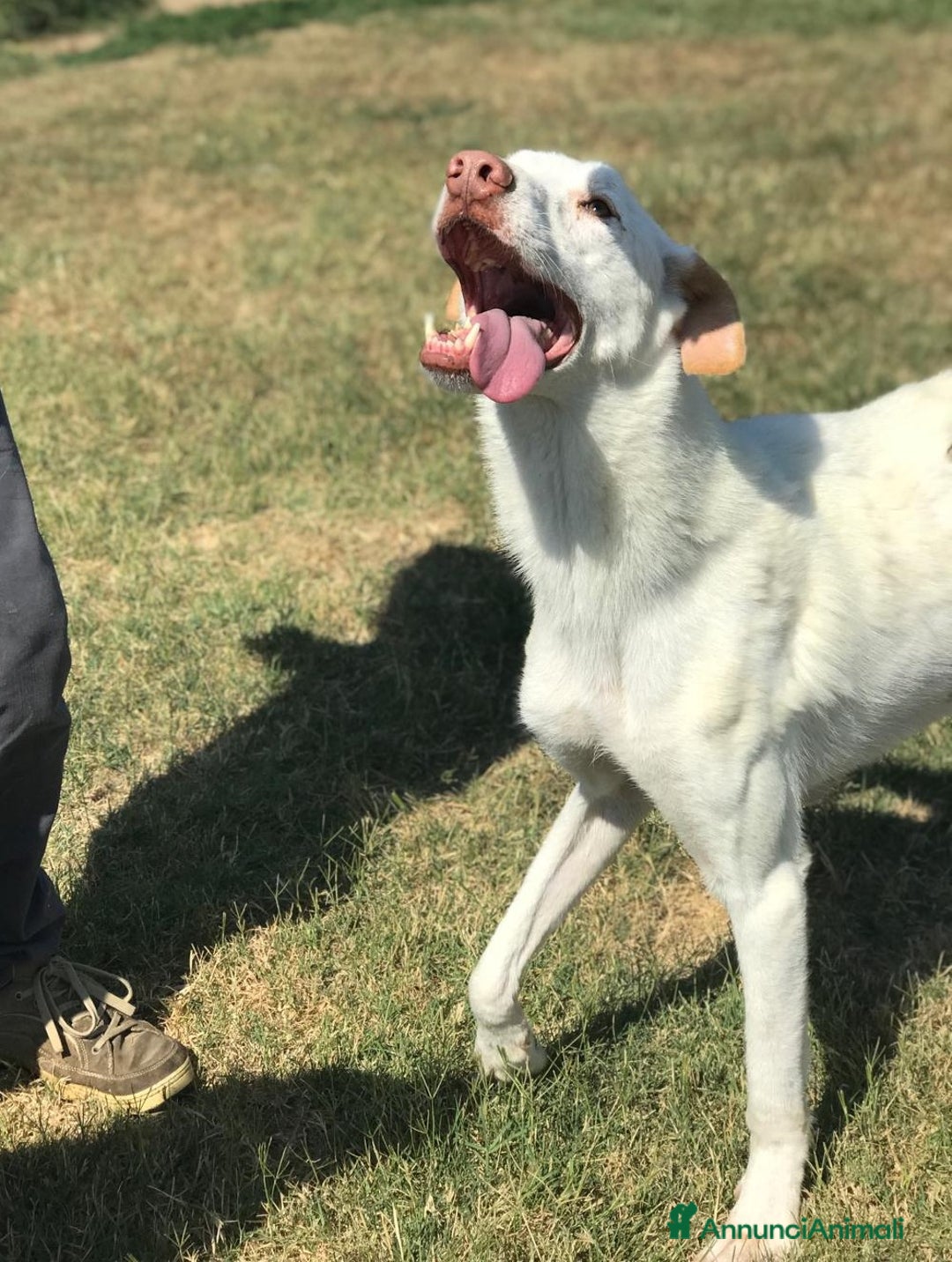 Meticcio cani in regalo: BLANKO a Provincia di Latina - Annuncio 3