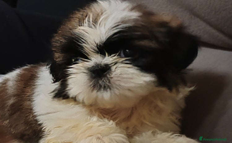 Shih Tzu cani a Provincia di Cuneo - Annuncio 2