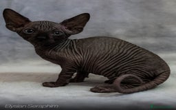 Sphynx gatti in vendita: SPHYNX  - Immagine 1