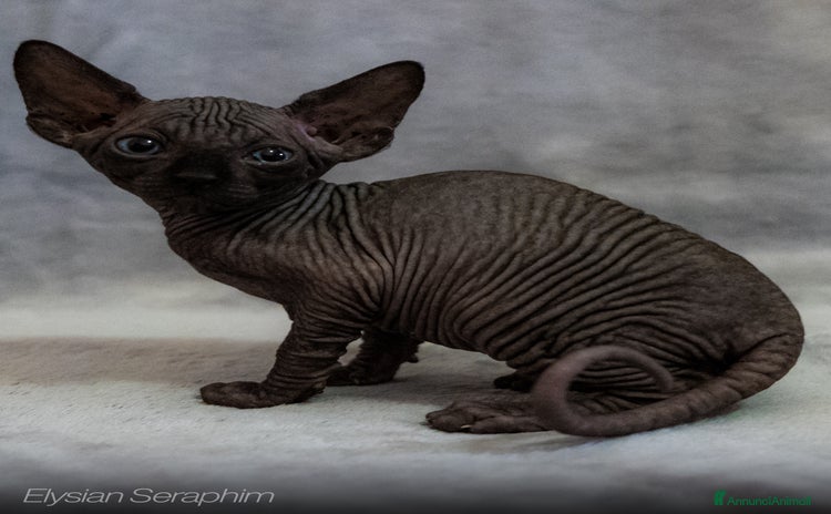 Sphynx gatti - Annuncio 4