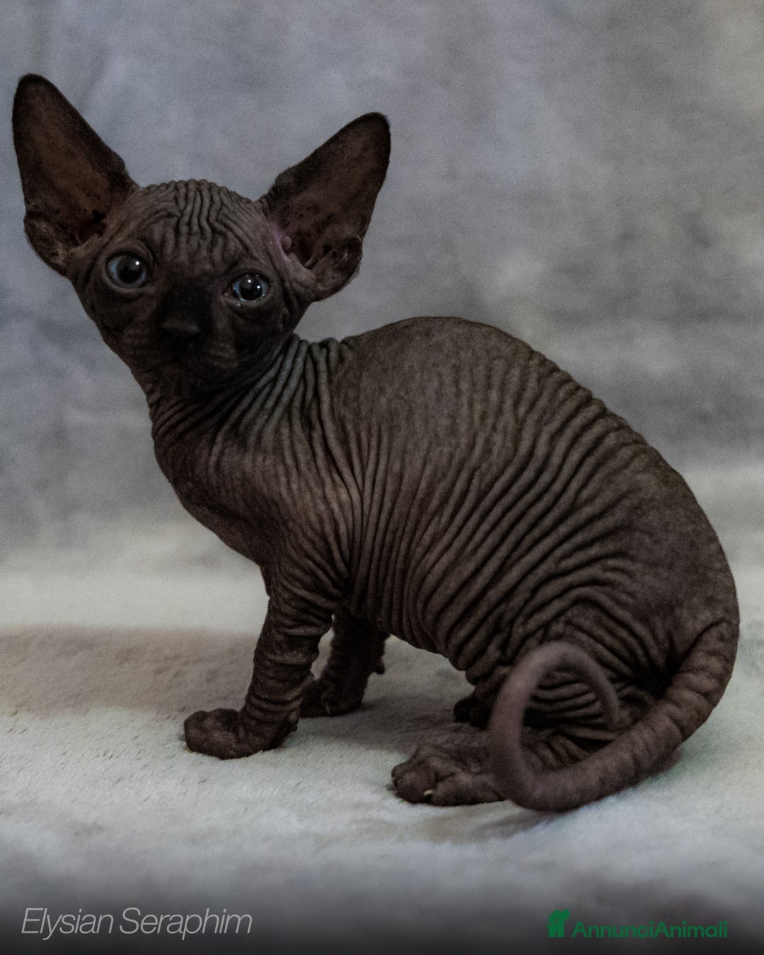 Sphynx gatti in vendita: SPHYNX  - Immagine 1