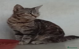 Meticcio gatti in regalo: Gattini - Annuncio 4