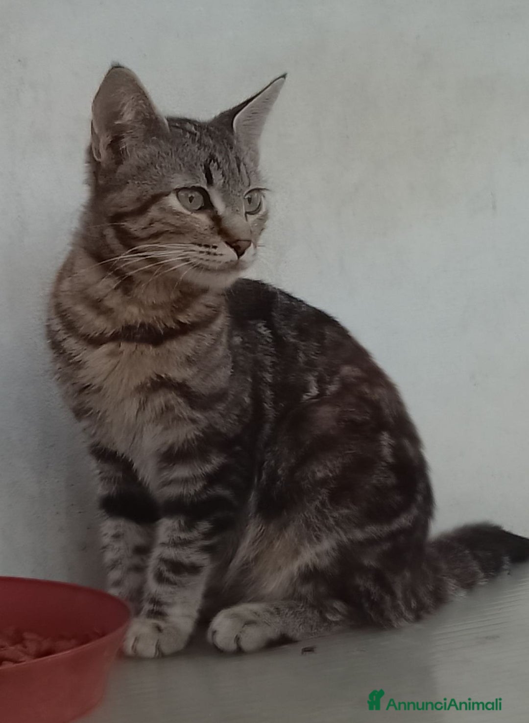 Meticcio gatti in regalo: Gattini - Annuncio 4