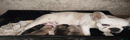 Bulldog Francese cani in vendita: Cuccioli cercano famiglie da amare  - Annuncio 4