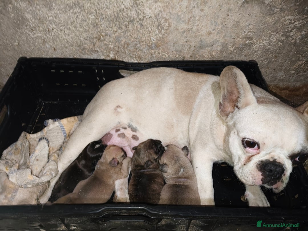 Bulldog Francese cani in vendita: Cuccioli cercano famiglie da amare  - Annuncio 4