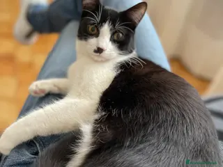 Altre razze gatti Gattino in donazine - Annuncio 4