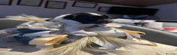 Maltese cani in vendita: Dolcissimi cuccioli di maltese super affettuoso   - Annuncio 9