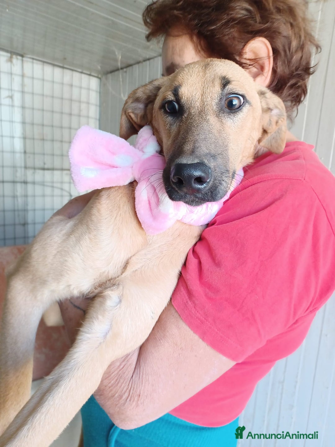 Meticcio cani in regalo: LA DOLCE ALBICOCCA a Città metropolitana di Roma Capitale - Annuncio 5
