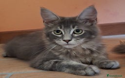 Maine Coon gatti in vendita: maine coon a Provincia di Vicenza - Immagine 4