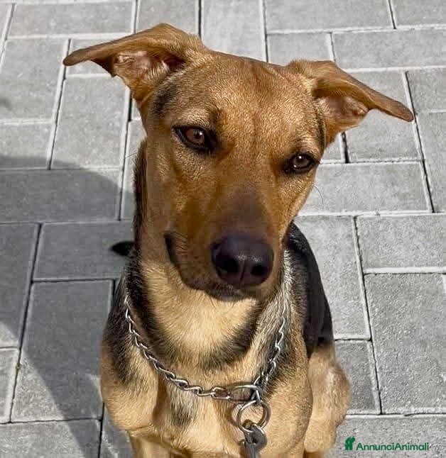 Meticcio cani in regalo: Moka  - Annuncio 3