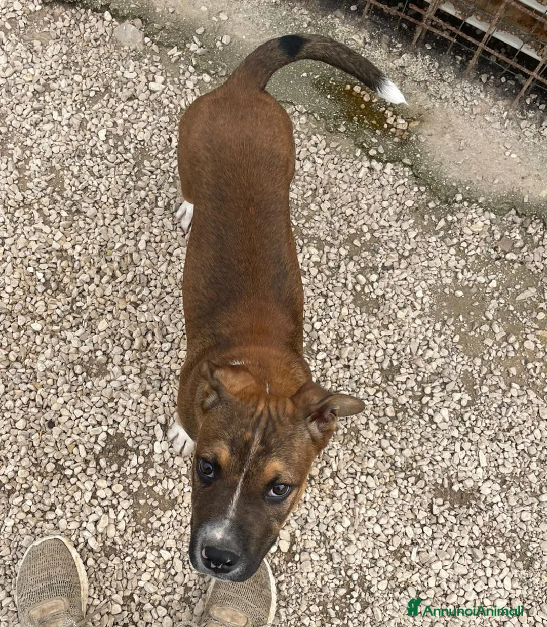 Pitbull cani in regalo: SIMPATICO E DOLCE CUCCIOLONE a Città metropolitana di Roma Capitale - Annuncio 2