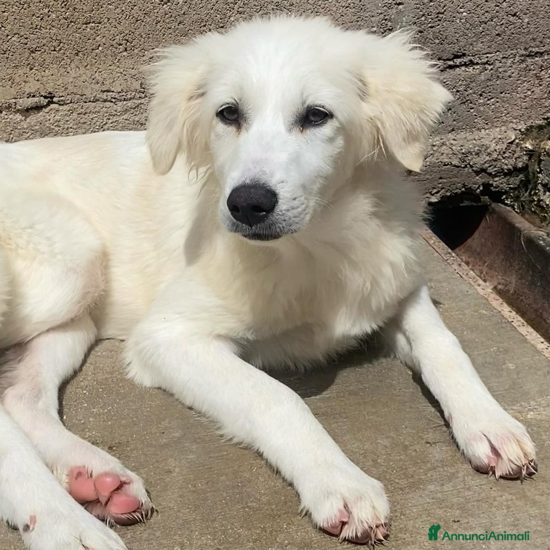 Meticcio cani in regalo: SHIRI 6 mesi - bellissima cucciolotta cerca casa a Provincia di Latina - Annuncio 2