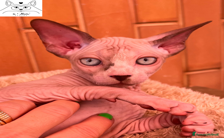 Sphynx gatti a Provincia di Pavia - Annuncio 1
