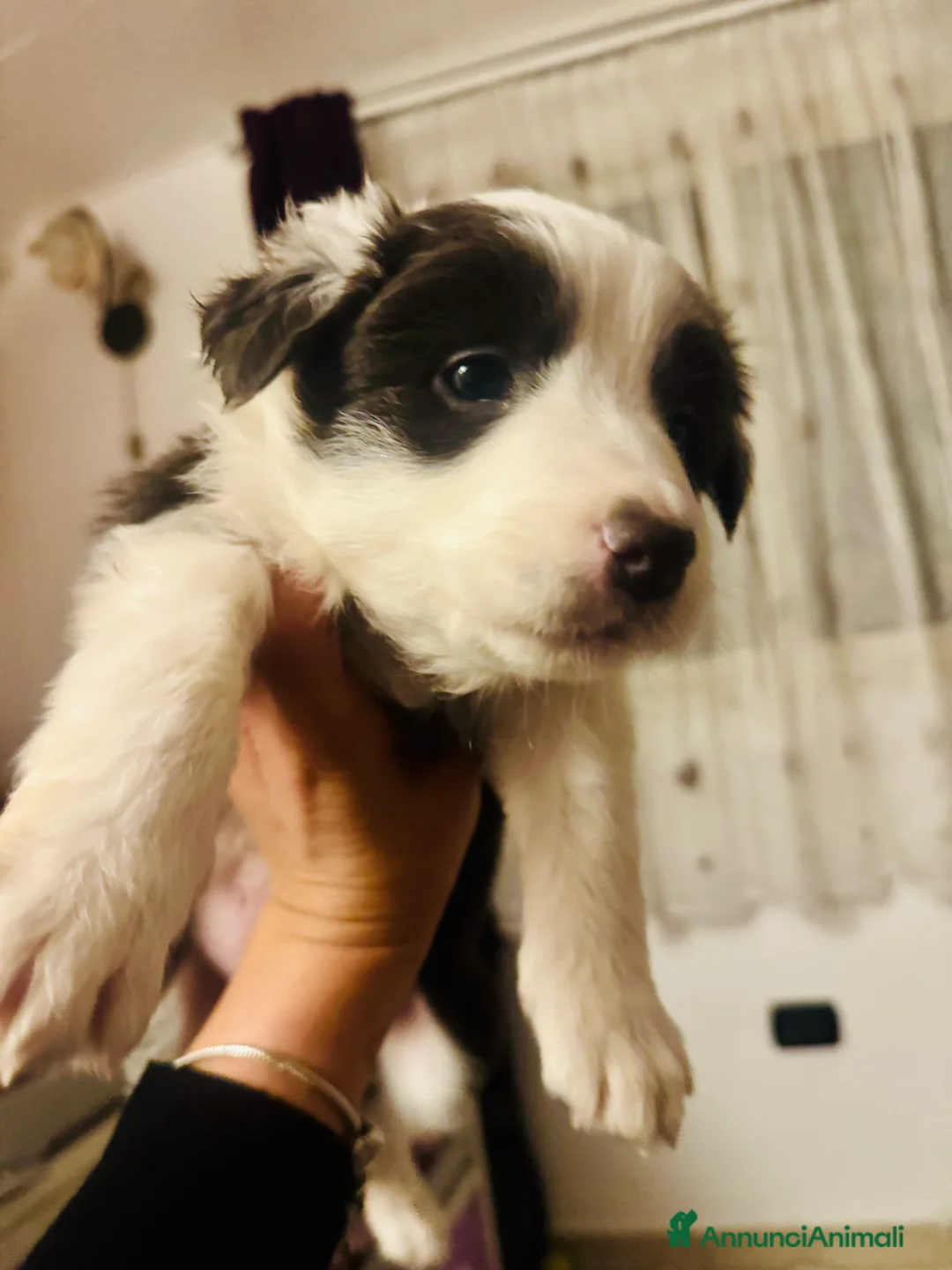 Border Collie cani in vendita: Cucciola Border collie  - Annuncio 5