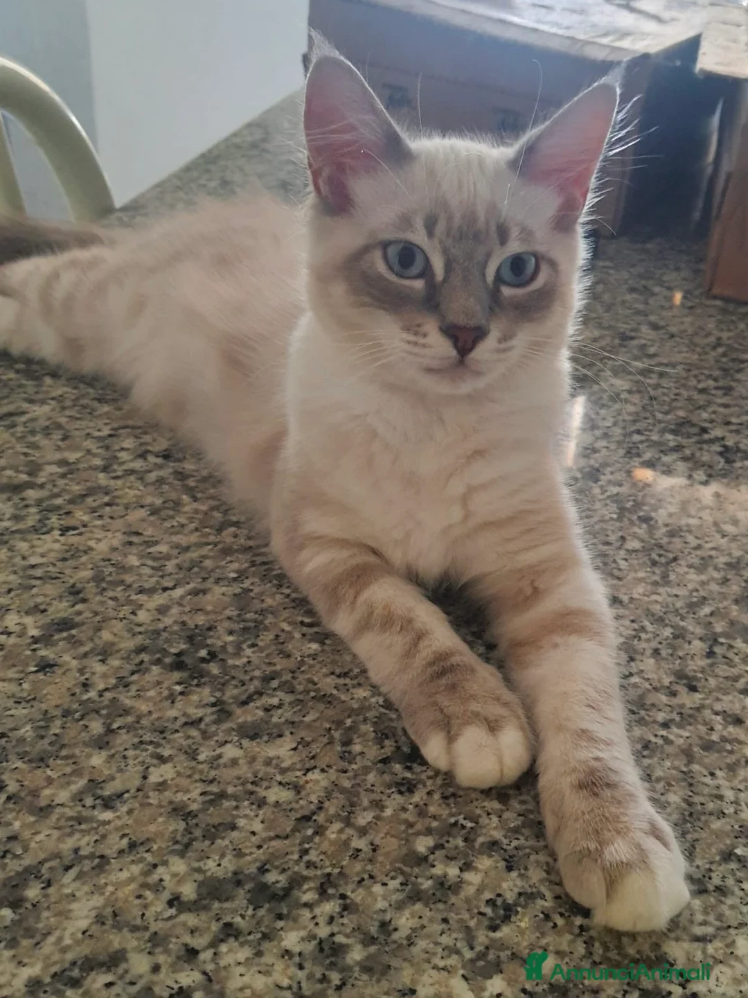 Ragdoll gatti in vendita: Cuccioli ragdoll maschi  - Annuncio 5