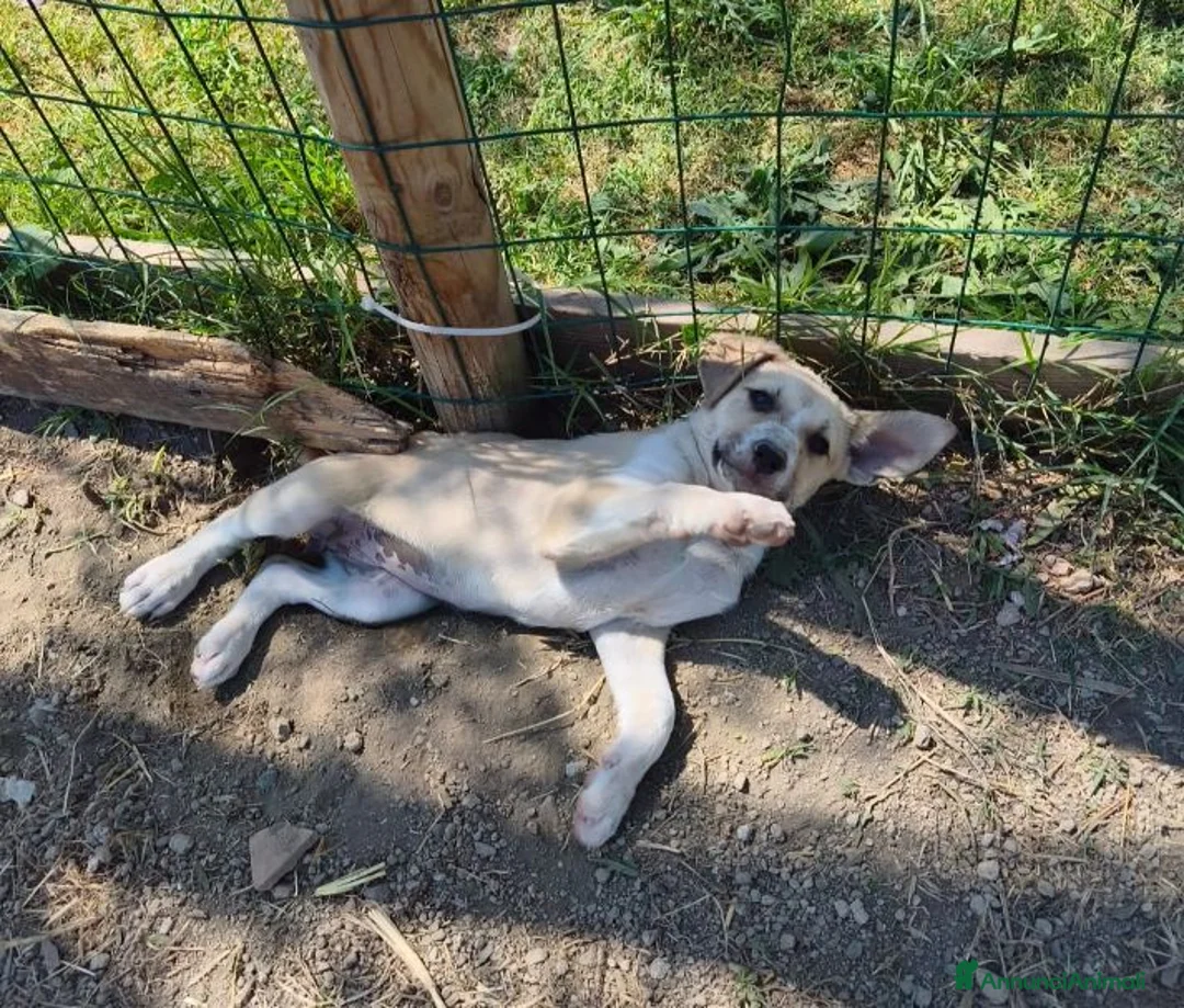 Meticcio cani in regalo: SOLE e MELA splendide cucciole - Annuncio 6