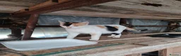 Altre razze gatti in regalo: 🐾❤️ **8 PICCOLI GATTINI CERCANO CASA ❤️🐾 - Annuncio 3