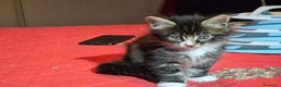 Maine Coon gatti in vendita: Vendo Cuccioli di Maine Coon - Annuncio 19