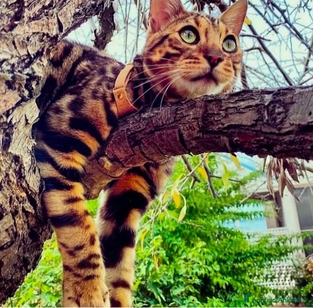 Bengala gatti per accoppiamento: Gatto del bengala per monta  - Annuncio 3