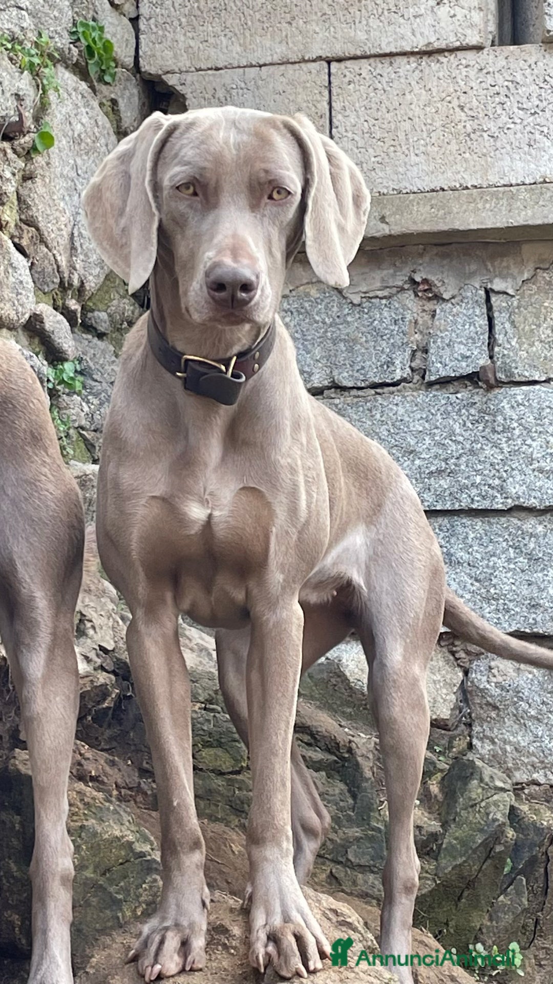 Weimaraner cani in vendita: Cuccioli di Weimarainer - Annuncio 7