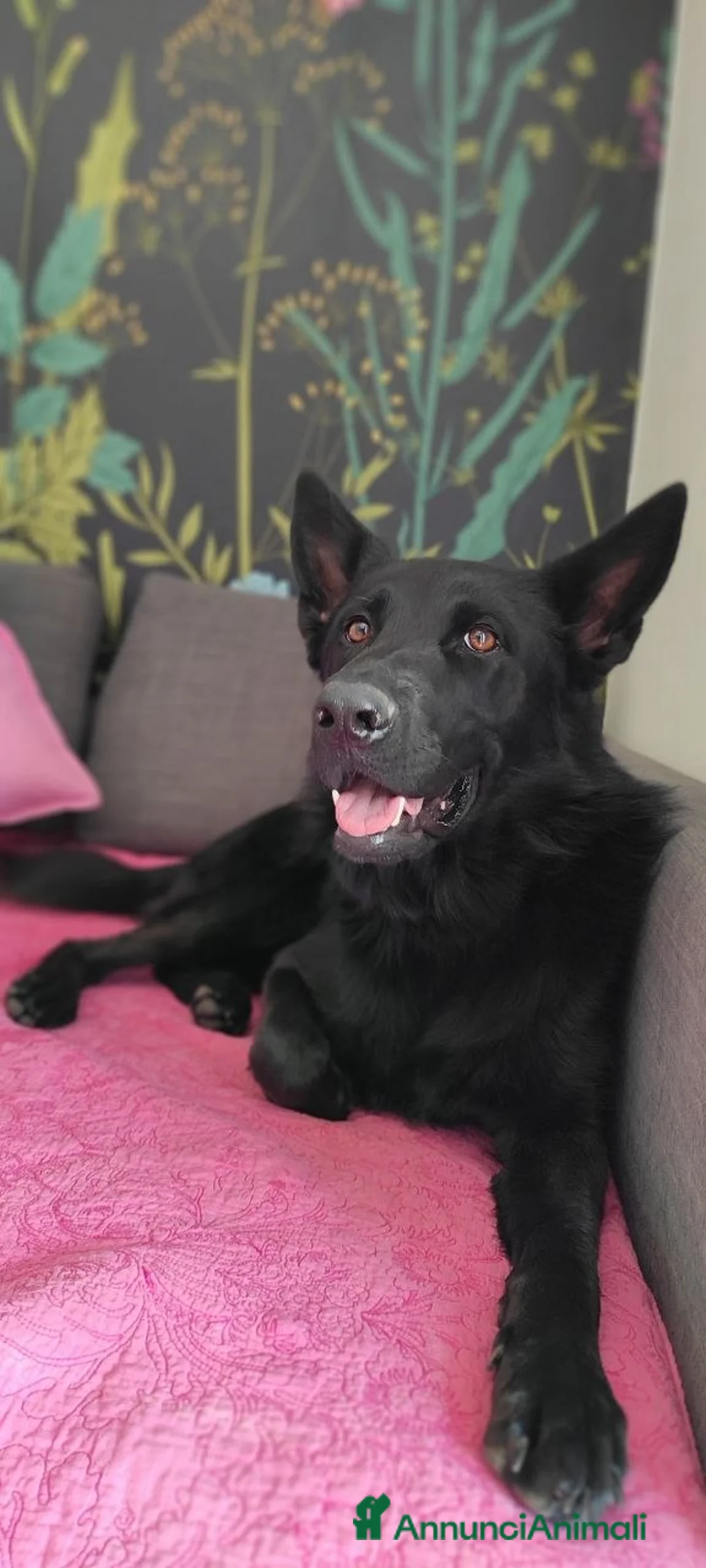 Pastore Tedesco cani in regalo: Pastore tedesco femmina con pedegree - Annuncio 2