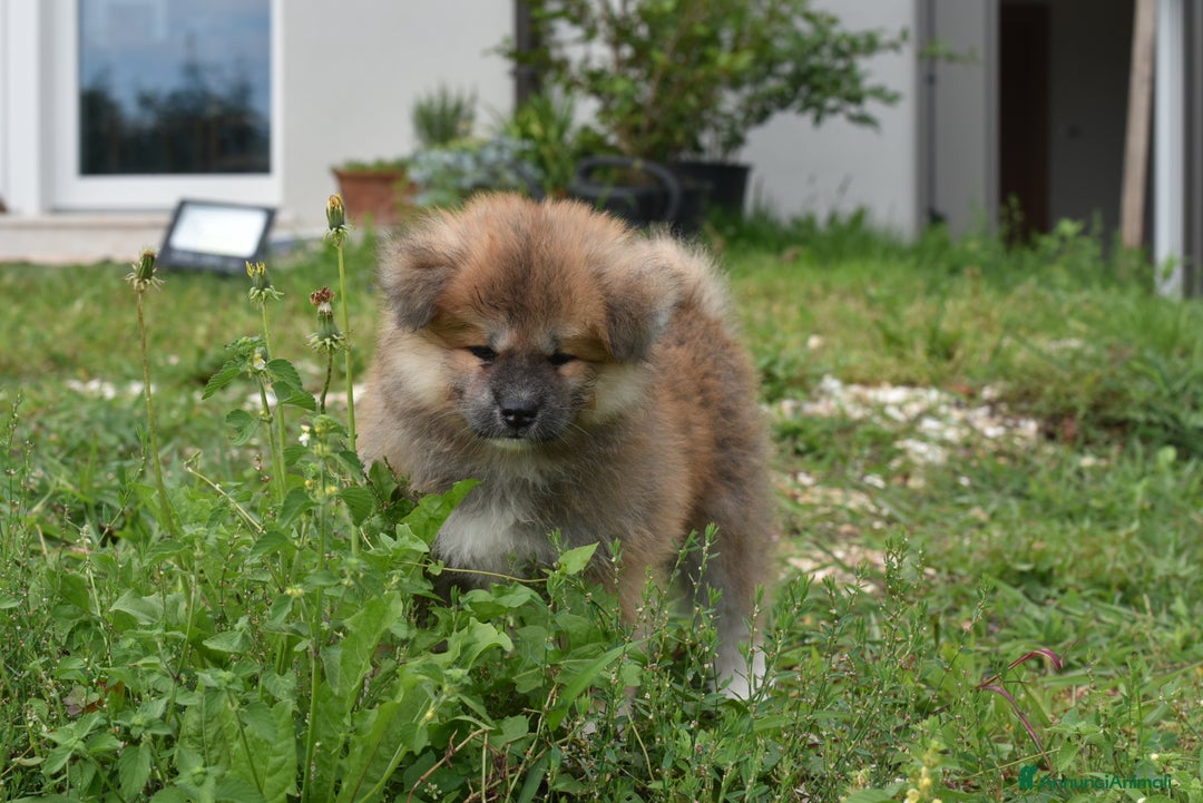 Akita Inu cani in vendita:  Maschio Pelo Lungo a Provincia di Vicenza - Immagine 3