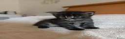 Maine Coon gatti in vendita: Bellissimo cucciolo Maine Coon - Annuncio 6
