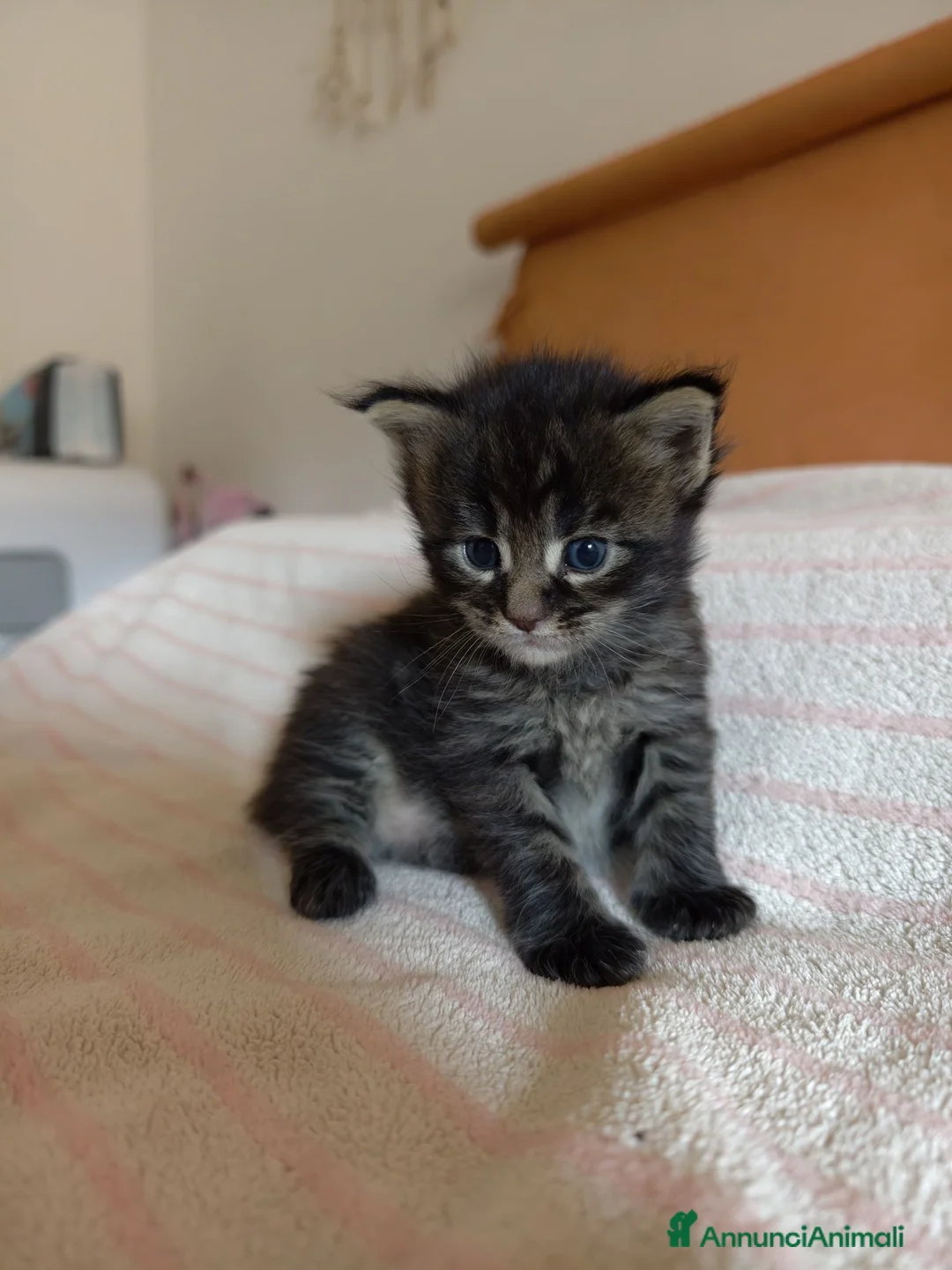 Maine Coon gatti in vendita: Bellissimo cucciolo Maine Coon - Annuncio 6