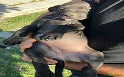 Meticcio cani in vendita: Vendita Cuccioli - Immagine 8